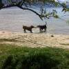 Zeus brincando com um amigo na praia em SC - enviado pelo Cassiano.