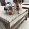 Filho de Spartha com Hunter com 40 dias e Jack Russel - enviado por Douglas RJ.