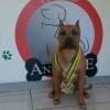 Aquiles New Kraftfeld, filho de Kay com Rambo levando premios iniciais no agility.