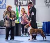 Poas Best in Show