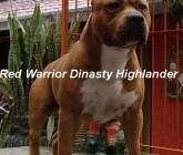 HIGHLANDER