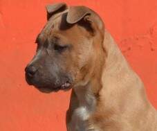 Macho blue fawn (dourado e azul) com 71 dias