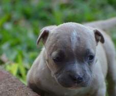 Macho blue fawn