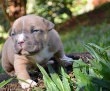 Macho Blue Fawn com 19 dias. RESERVADO