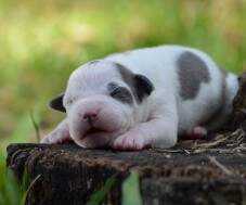 Macho branco e azul malhado com 9 dias.