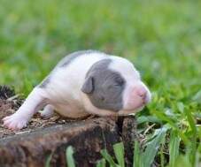 Macho branco e azul malhado com 9 dias.