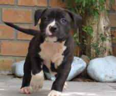 Fêmea black brindle com 40 dias