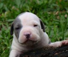 Macho azul e branco malhado 1 - 19 dias