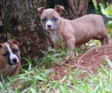 Duas moças. Uma blue fawn e outra vermelha. Com 70 dias.