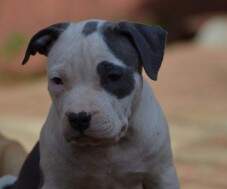 Macho azul e branco malhado e pirata (foto tirada dia 4 de setembro de 2012)