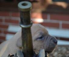 Fêmea dourada e cinza (blue fawn) com 16 dias.