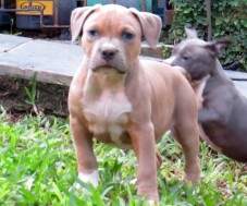 Macho Blue Fawn com 56 dias