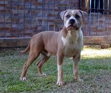 Macho blue fawn com 12 meses