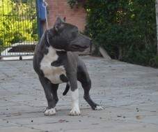 Macho azul com 8 meses