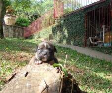 Macho tigrado com pequeno detalhe branco no meio da cabeça e sutil marcação na parte superior do pescoço - 19 dias.