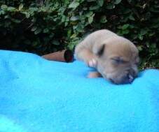 Macho dourado com azul (blue fawn) - 7 dias.