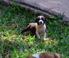 Macho preto com colar branco.