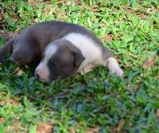 Macho azul com colar branco