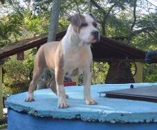 Macho 1 blue fawn com 4 meses