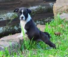 Macho preto com marcações brancas na cabeça e colar branco.