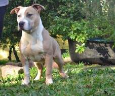 Macho 5 com 5 meses - blue fawn