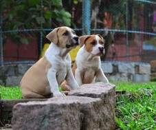 Dois irmãos - o dourado e o vermelho!