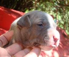 Filhote Macho Blue (com 15 dias). Reservado