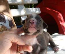 Filhote Macho Blue (15 dias) II. Reservado