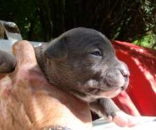 Filhote Macho Blue (15 dias) III. Reservado