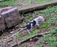 Macho malhado preto e branco 2 - 30 DIAS.