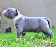 Macho azul 1 com 31 dias - RESERVADO PARA JULIANA.