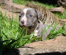 Macho Blue 1 com 28 dias. RESERVADO.