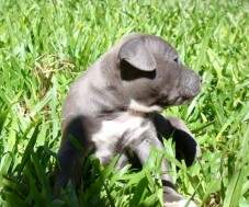 Macho Blue 2 com 28 dias. RESERVADO