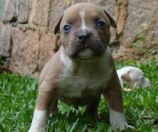 Macho blue fawn 2 - com 27 dias. RESERVADO PARA MARCO, SP