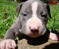 Macho Blue 3 com 28 dias. RESERVADO