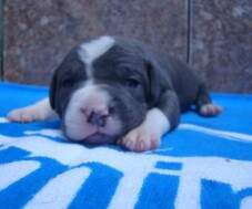 Macho azul 1 - 14 dias (RESERVADO)