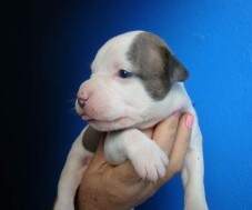 Macho blue brindle - RESERVADO PARA FRANCISCO - Bahia