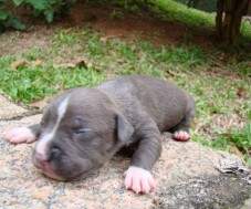 Macho blue sólido com pequena marcação próxima da trufa. MACHO 2