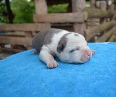 Macho azul com marcações brancas - 7 dias. RESERVADO para Nicolas.