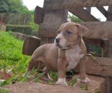 Macho B - dourado com cinza (Blue fawn) - com 46 dia - RESERVADO PARA MIGUEL, GUIANIA FRANCESA.