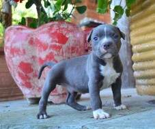 Macho 6 - azul com 33 dias. RESERVADO PARA GUILHERME, SP