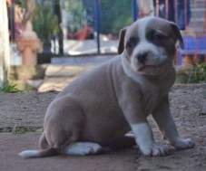 Macho blue fawn (dourado com cinza) com 37 dias. RESERVADO PARA RAFAEL E CRISTIANE.