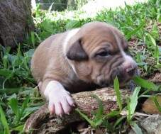 Macho blue fawn (dourado e cinza) 1 - com 15 dias. RESERVADO PARA FÁBIO, SP