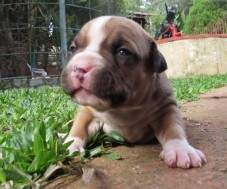 Macho Blue Fawn (dourado com cinza) 2 - com 15 dias. RESERVADO PARA WAGNER, SP