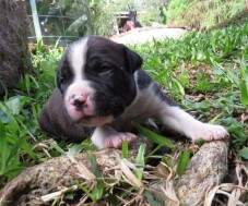 macho preto 1 (com colar branco) - 15 dias. RESERVADO PARA NEREO.