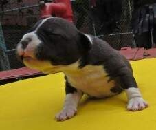 Macho preto com colar branco - com 16 dias. RESERVADO PARA PEDRO, Recife.