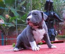 Macho azul B com 38 dias. RESERVADO para Alexandre Mansur, Manaus