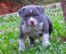 Macho azul A com 38 dias. RESERVADO para Julio, Campinas.