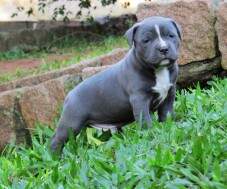 Macho Blue 3 com 30 dias - RESERVADO para Carlos Rocha, SP