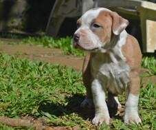 Macho dourado e azul B. FOTOS com 20 e com 48 dias.